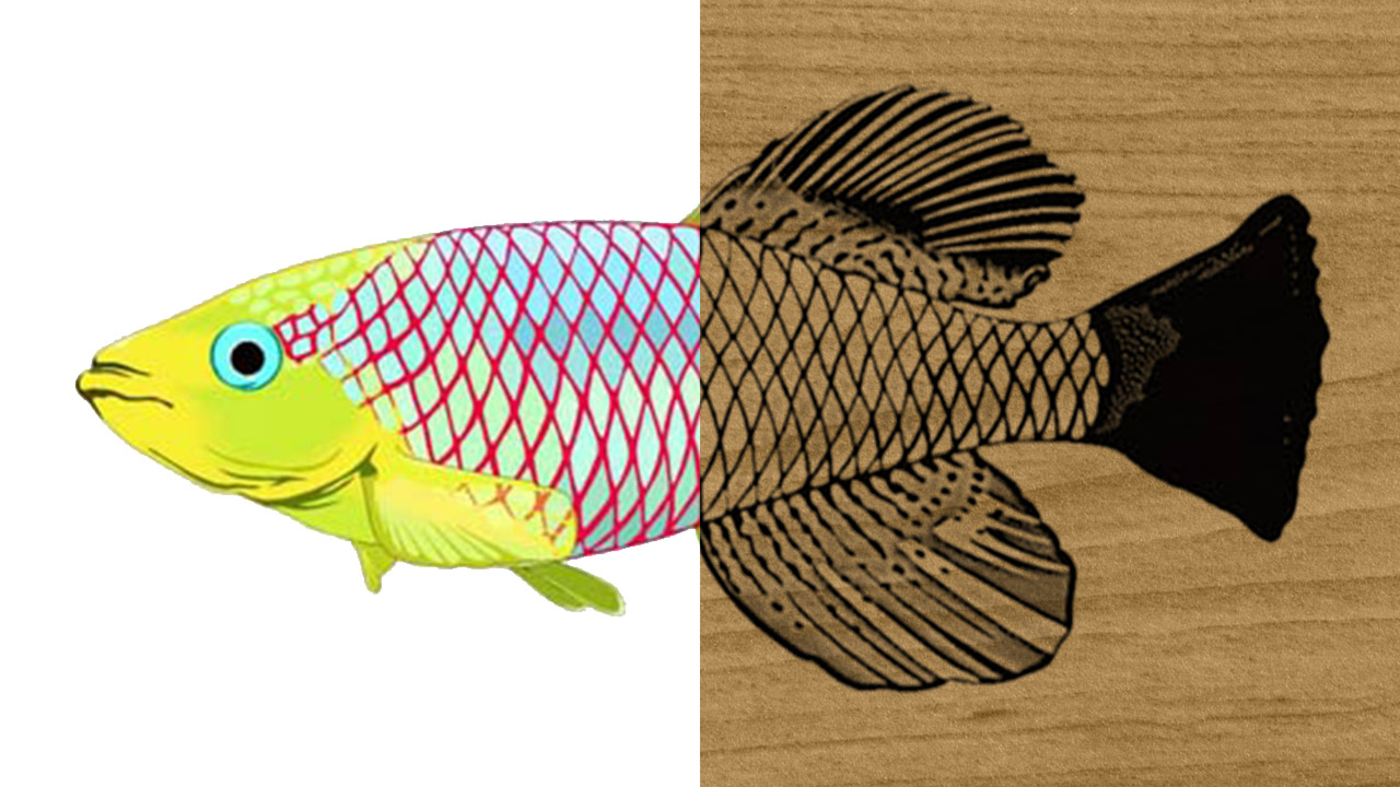 Color Clipart