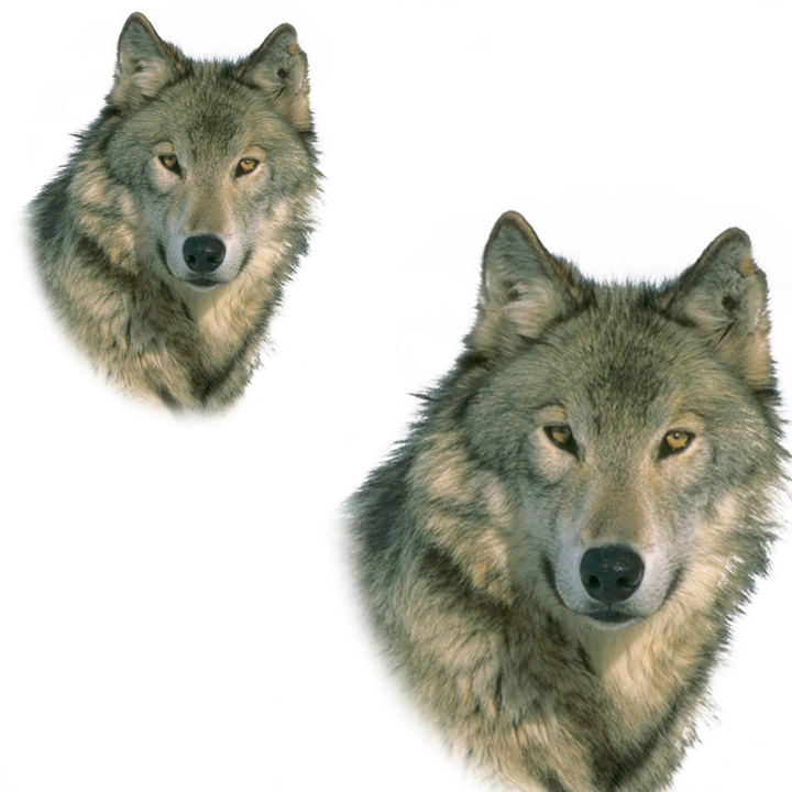 Resize Image
